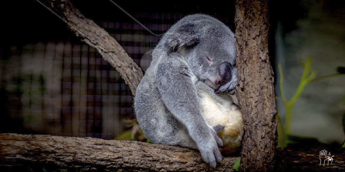 adiós a lewis el koala