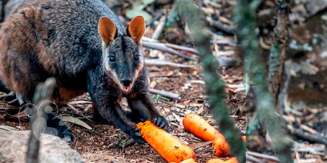 australia alimento a animales sobrevivientes
