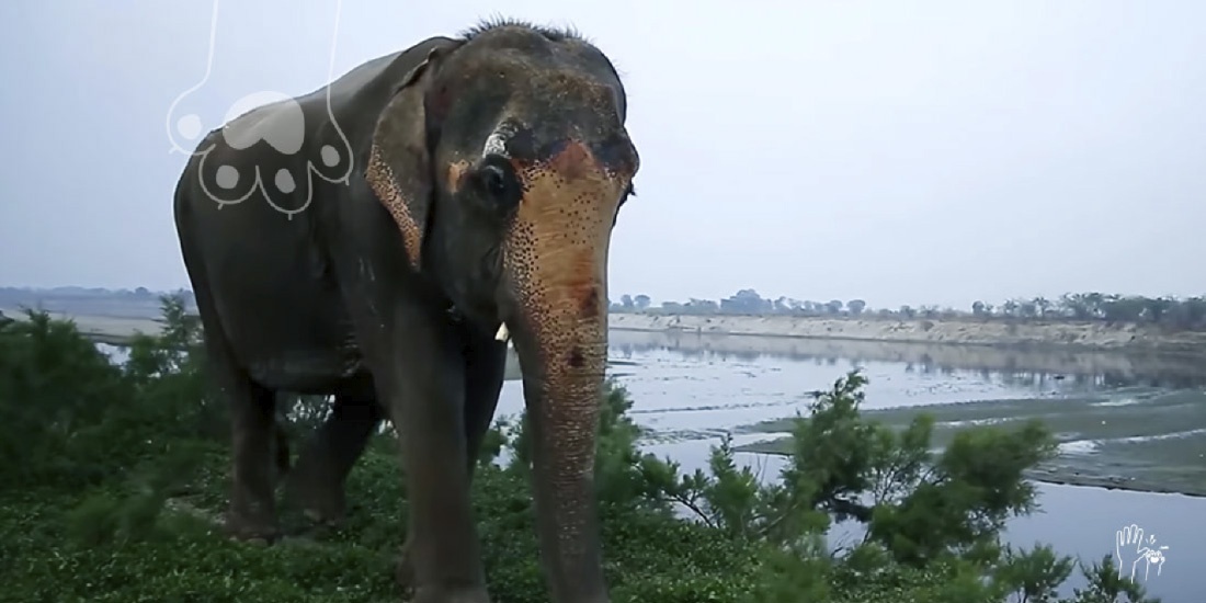elefante rescatado en la india