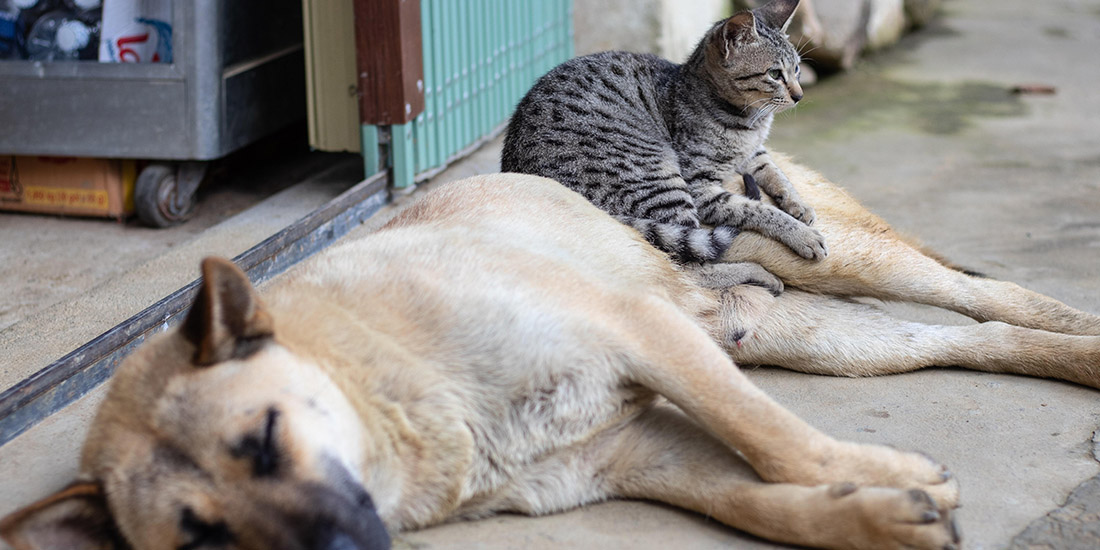 10 claves para una mejor convivencia entre perros y gatos