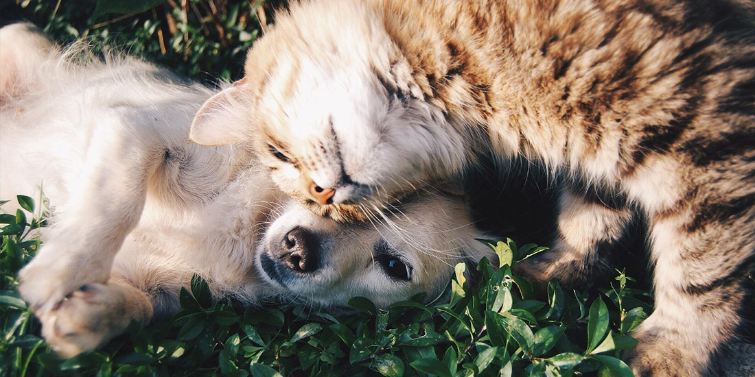 10 claves para una mejor convivencia entre perros y gatos