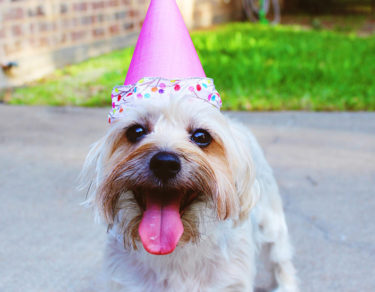 celebra el cumpleaños de tu perro