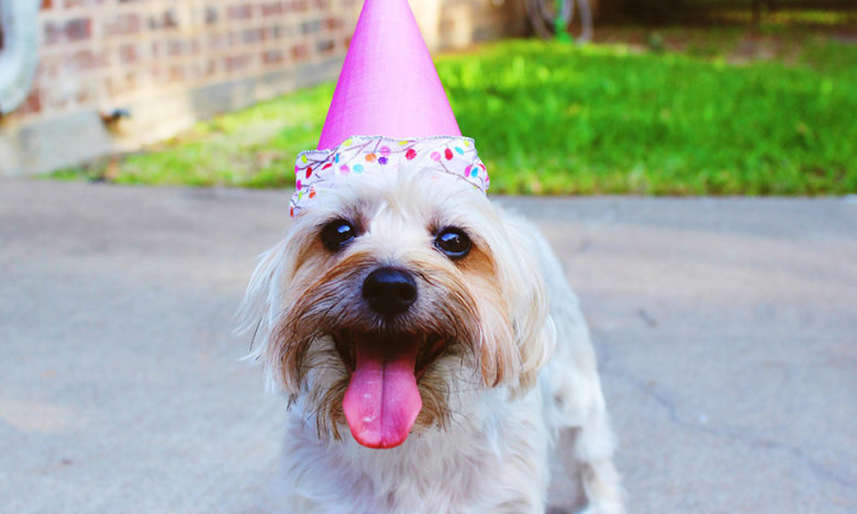 celebra el cumpleaños de tu perro
