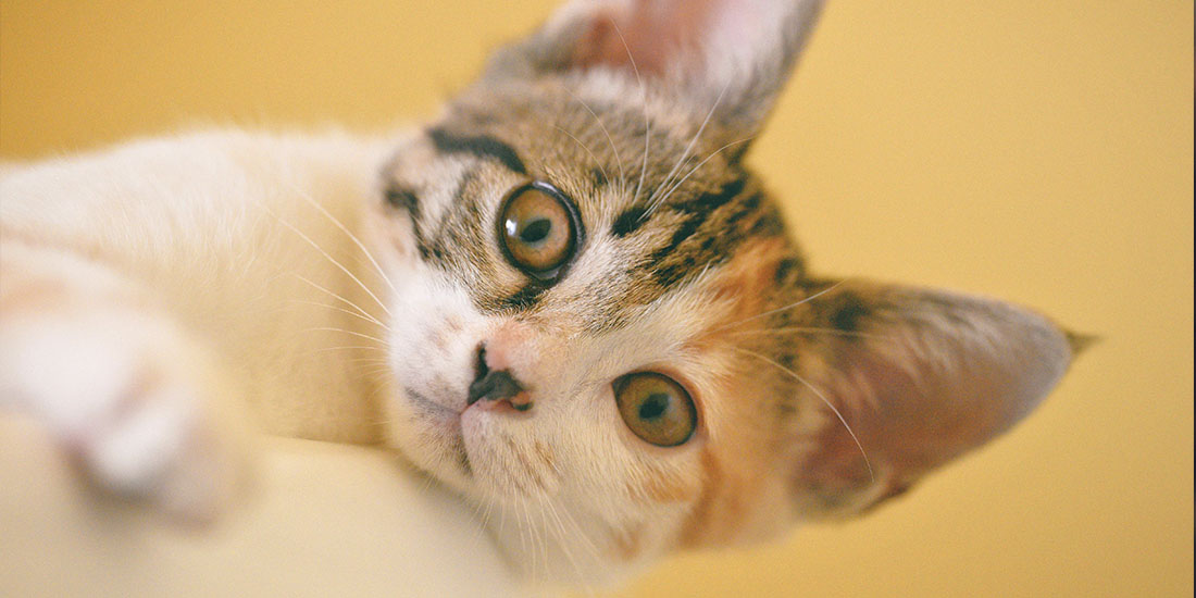 10 razones por las que tu gato sufre de estres