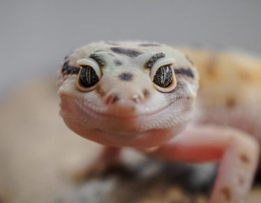conoce los increíbles geckos