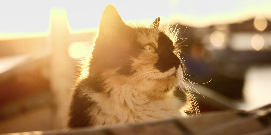 por que les gusta el sol a los gatos