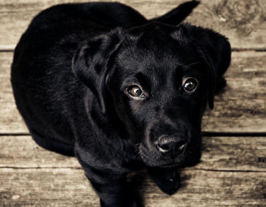 12 cosas que ponen en riesgo la vida de tu perro