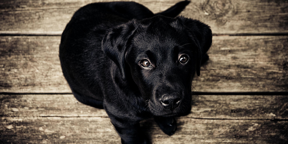 12 cosas que ponen en riesgo la vida de tu perro