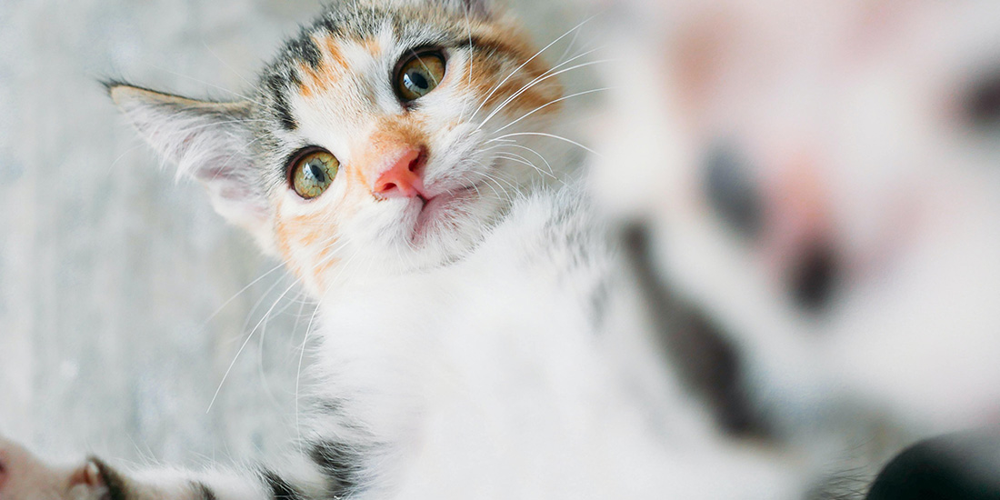 7 cosas que tu gato sabe de ti