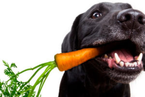 beneficios de las verduras al vapor para tu perro