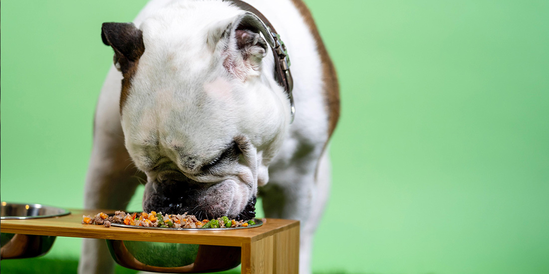 beneficios de las verduras al vapor para tu perro