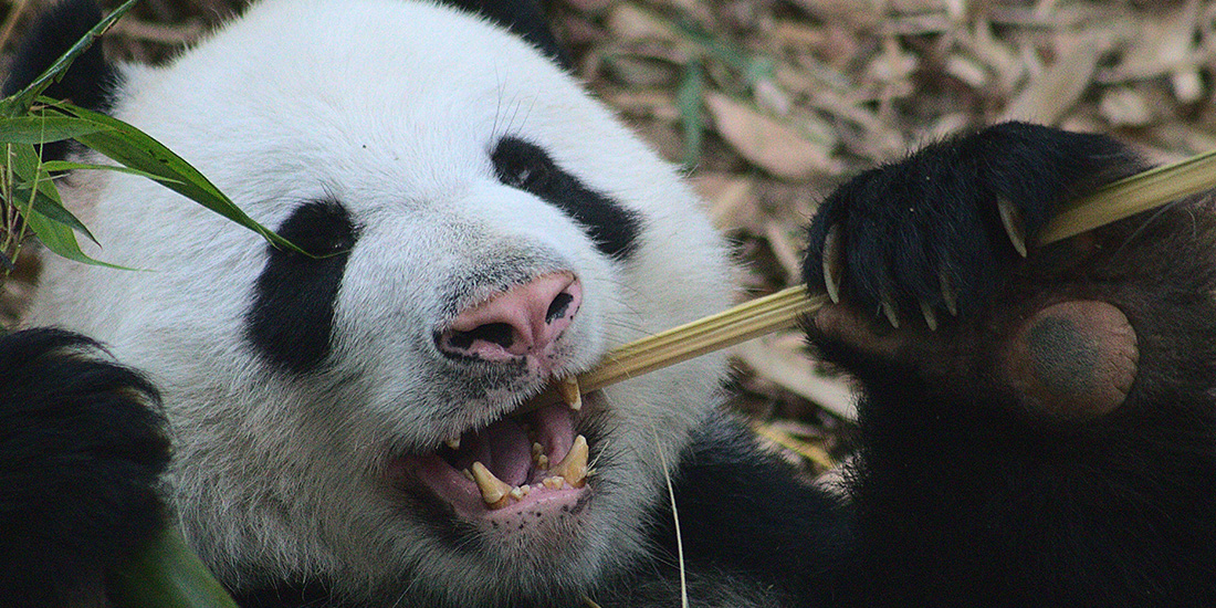 los pandas gigantes estan fuera de peligro de extincion