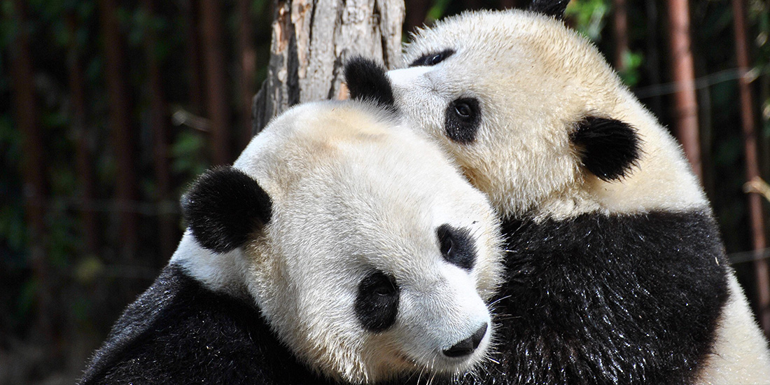 los pandas gigantes estan fuera de peligro de extincion