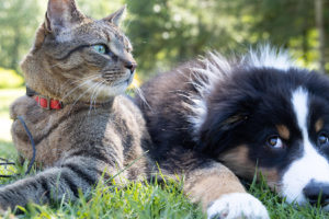 10 cosas en comun entre perros y gatos