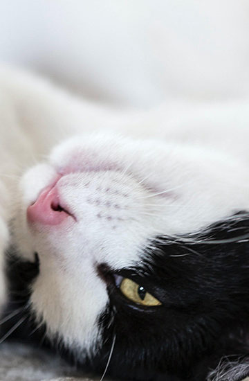 10 cosas raras que hacen los gatos