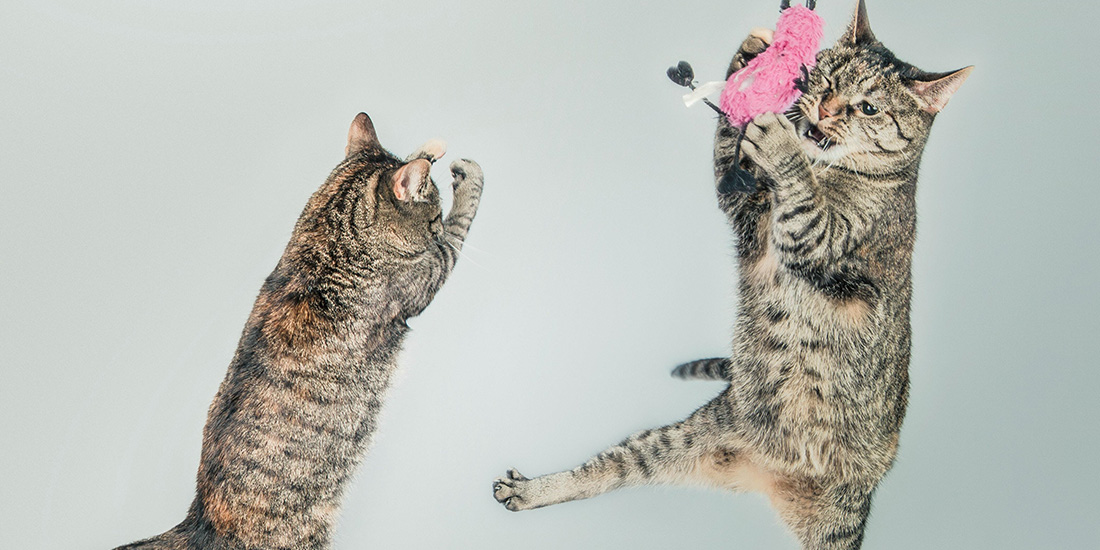 10 cosas raras que hacen los gatos
