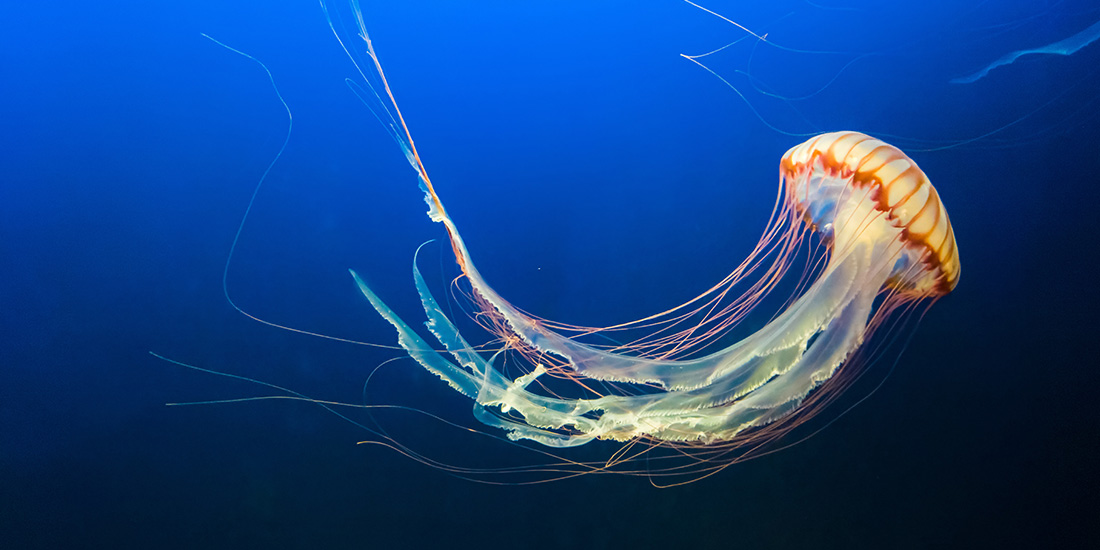 10 curiosidades sobre las medusas