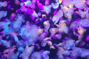 10 curiosidades sobre las medusas