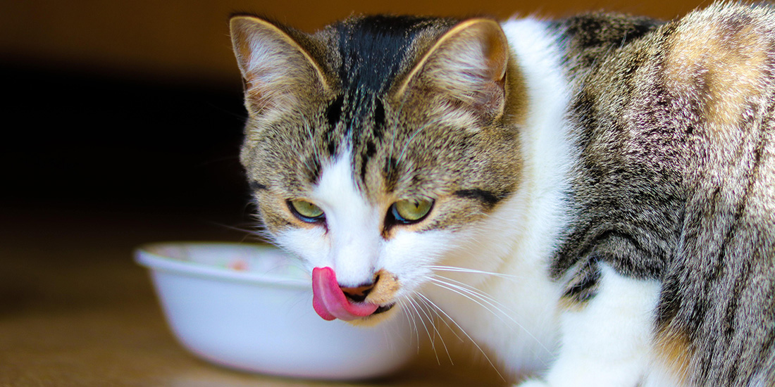 los 11 aminoácidos esenciales en gatos