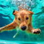 perros saben nadar