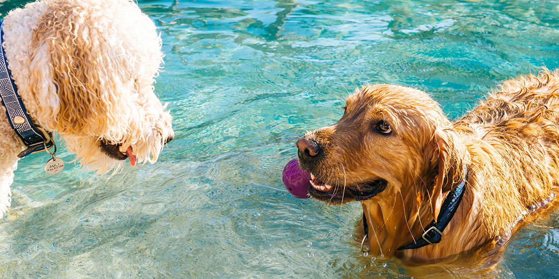 perros saben nadar