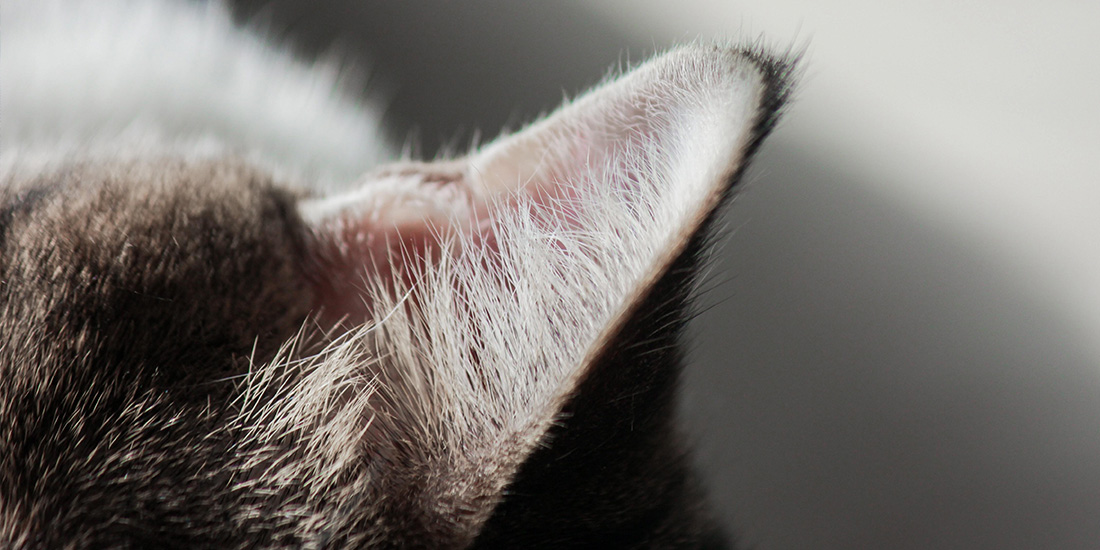 que significan las orejas frías en los gatos