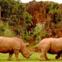 10 datos curiosos sobre los rinocerontes