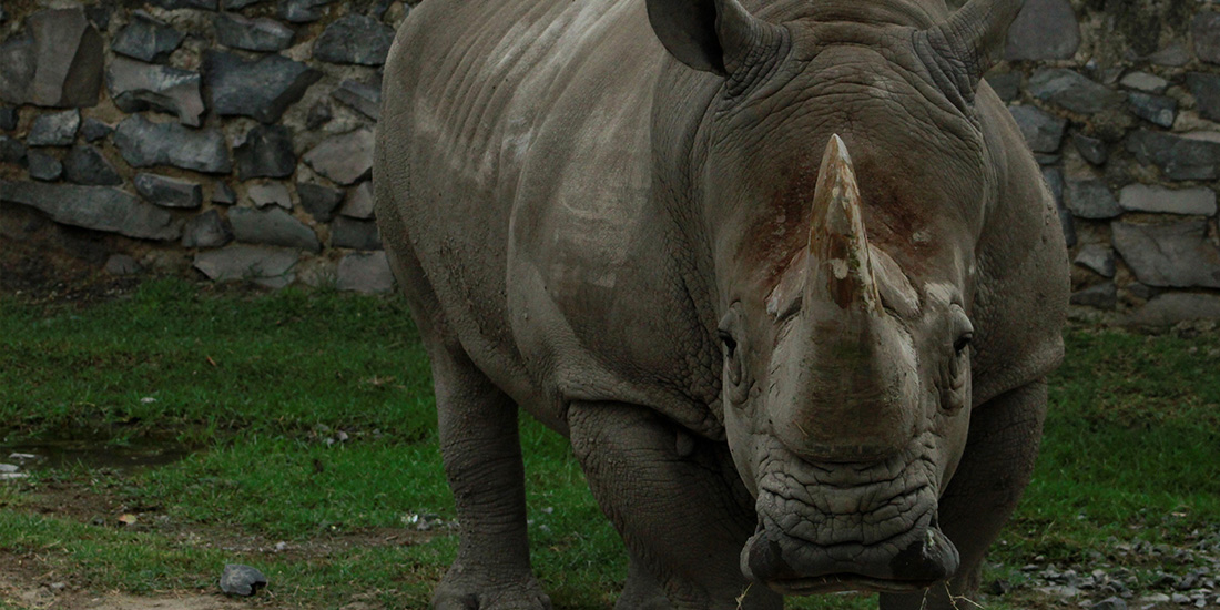 10 datos curiosos sobre los rinocerontes