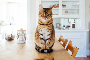 importancia de la desparasitación en gatos