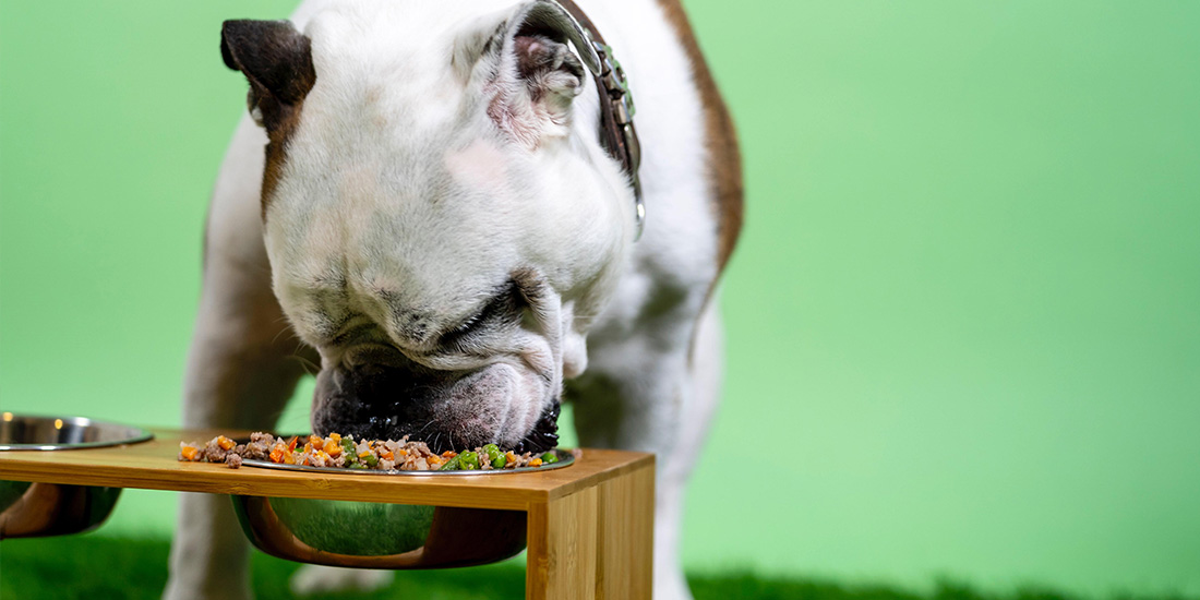 tres recetas comida casera para perros