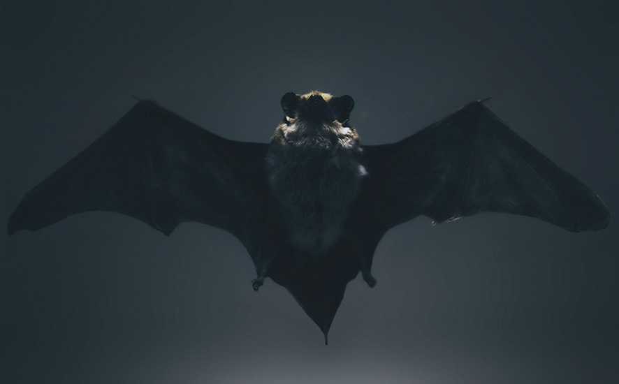 datos curiosos acerca de los murciélagos