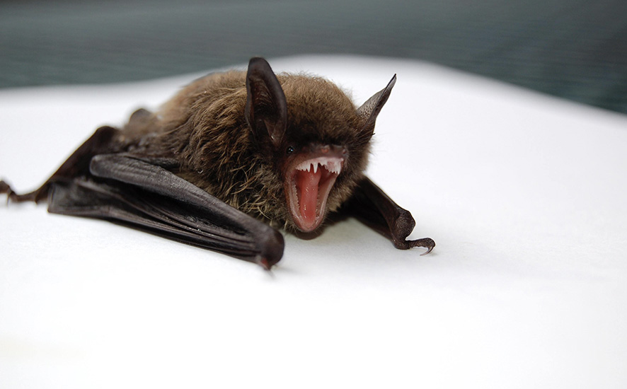 datos curiosos acerca de los murciélagos