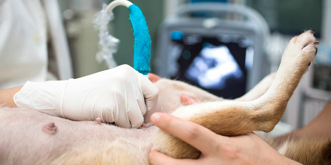 importancia de esterilizar a tus mascotas