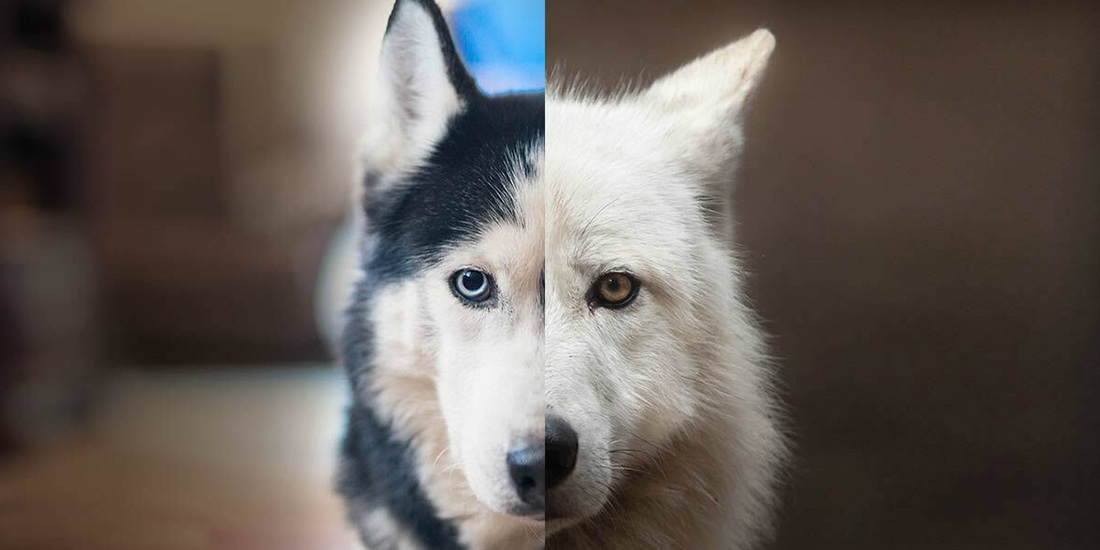 se parecen los-perros y los lobos