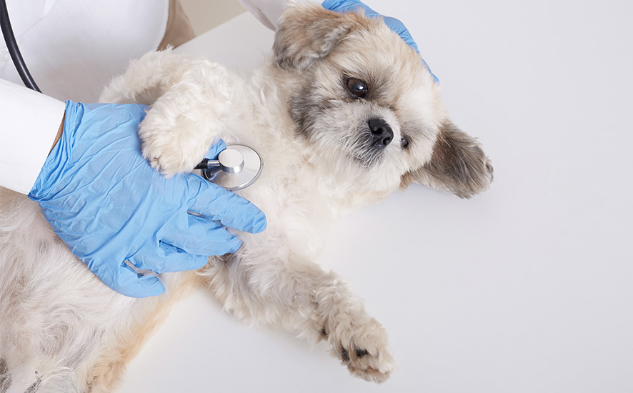 seguros de vida para mascotas