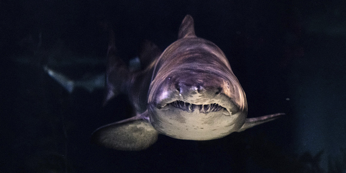 ¿los tiburones comen personas?