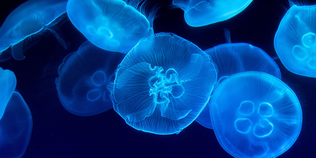 10 cosas sobre medusas