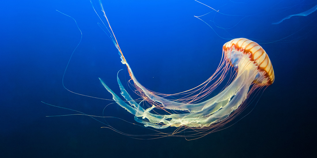 10 cosas sobre medusas