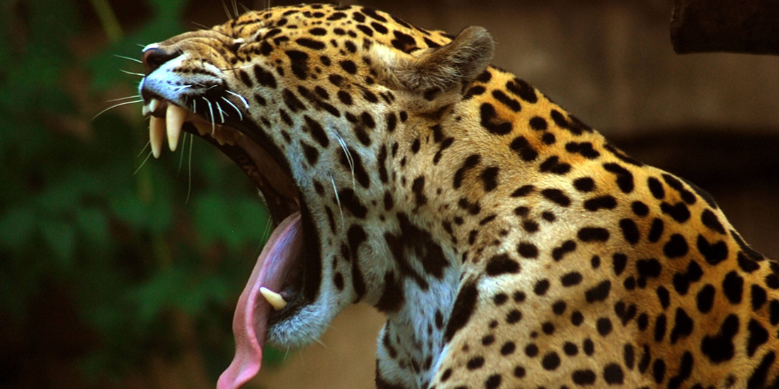 día mundial conservación del jaguar