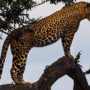 día mundial conservación del jaguar