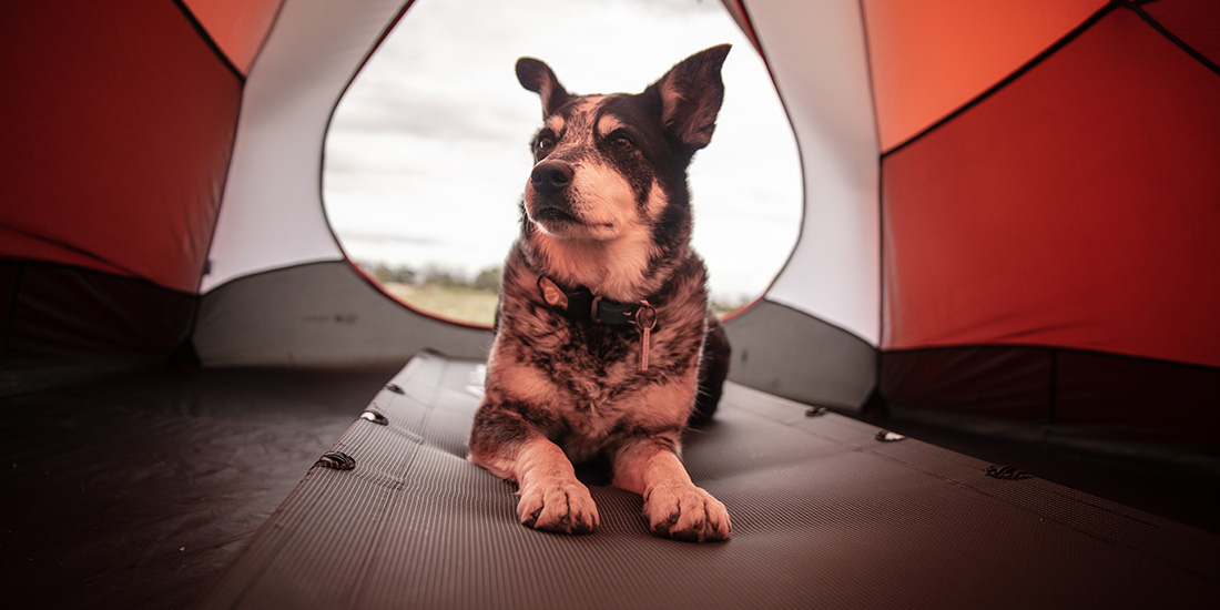 guía máxima acampar con tu mascota