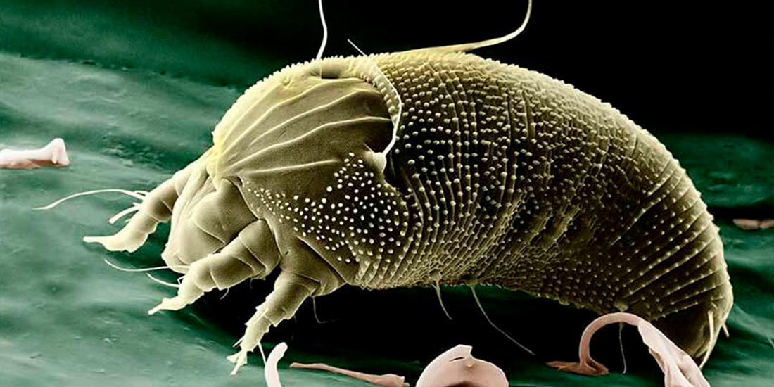 insectos mas pequeños del mundo