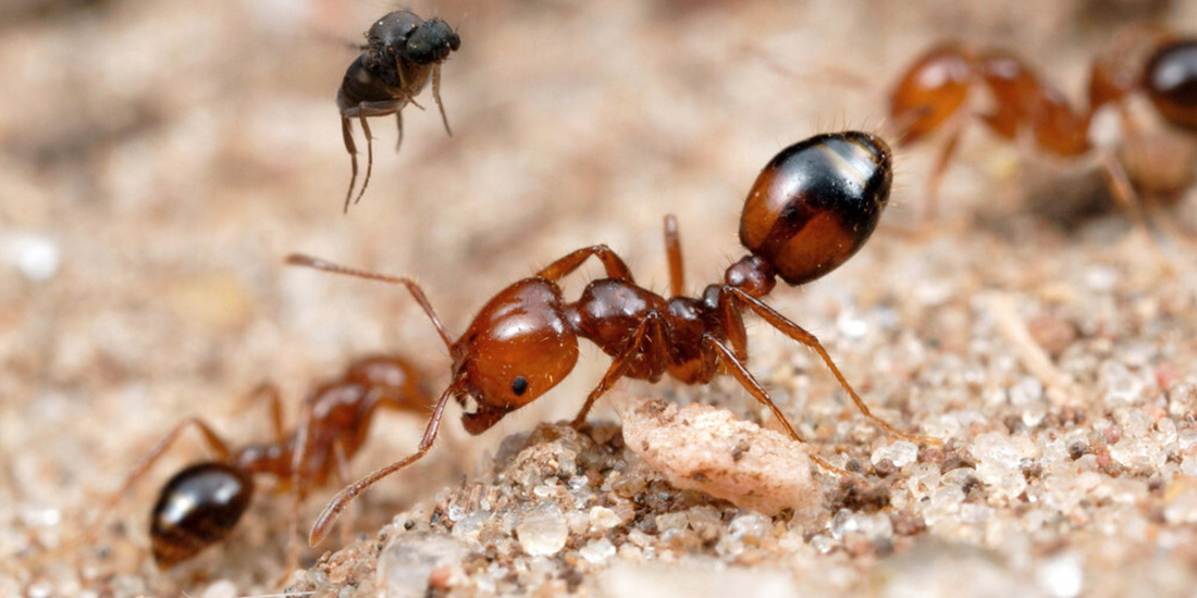 insectos mas pequeños del mundo