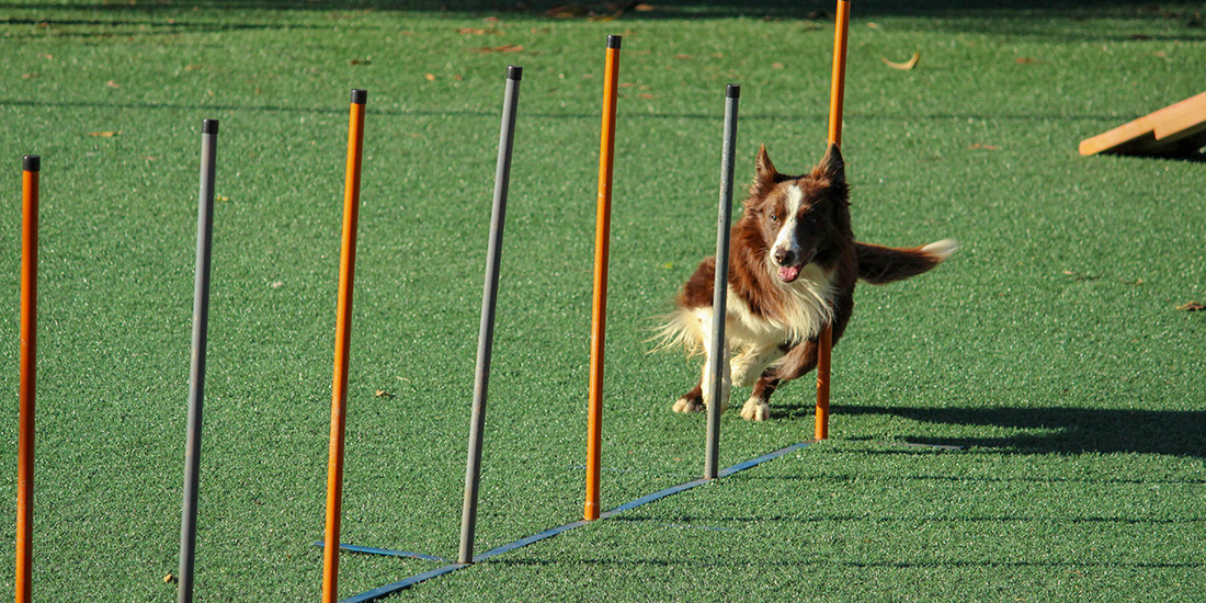 agility canino