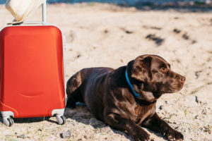 tips para viajar con tu mascota