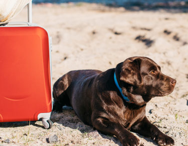 tips para viajar con tu mascota
