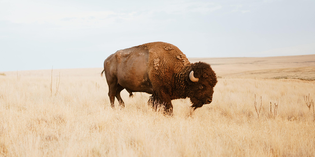 todo sobre el bisonte americano