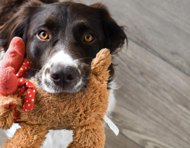 5 juguetes perros van a querer navidad