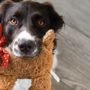 5 juguetes perros van a querer navidad