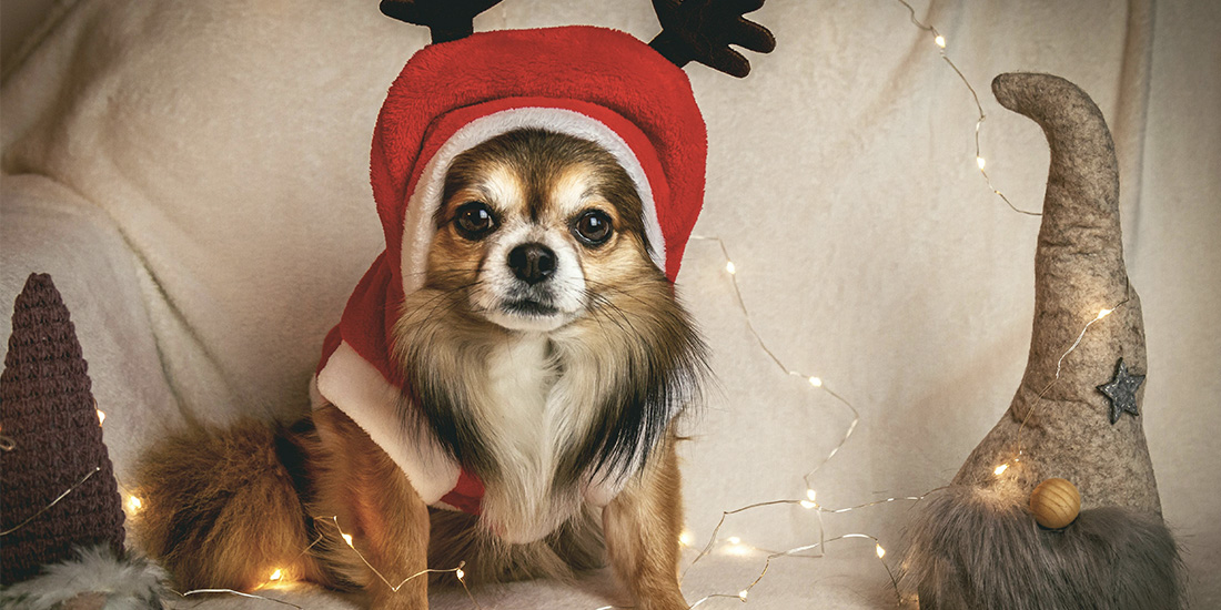 disfraces y accesorios navideños para tus mascotas